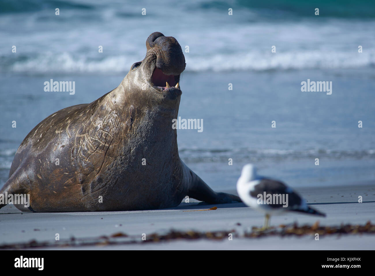 Male Southern Elephant Seal (Mirounga leonina) emerging from the sea on ...