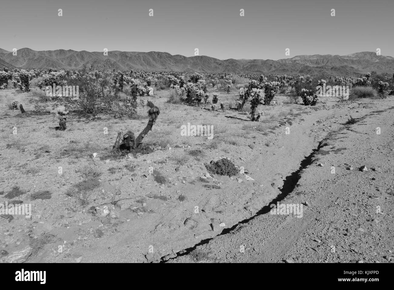 Joshua Tree national park Stock Photo Alamy