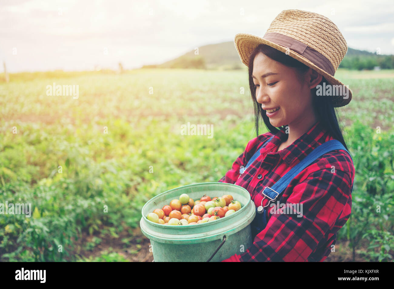 Red tomato in field hi-res stock photography and images - Alamy