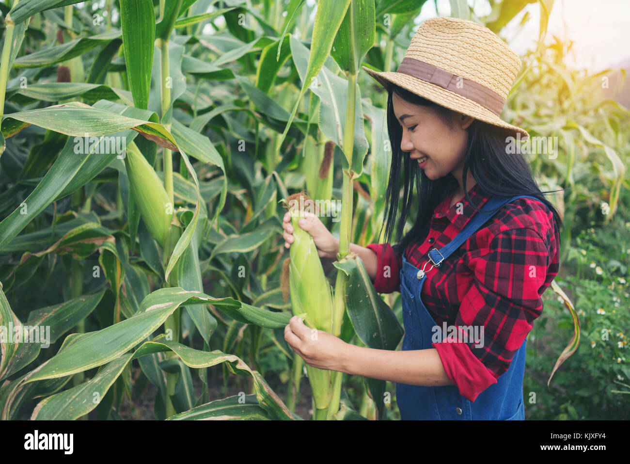 Happy farmer posing in the corn field Stock Photo - Alamy