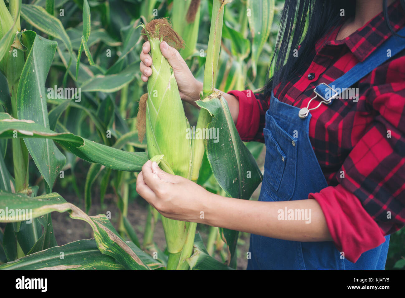 Happy farmer posing in the corn field Stock Photo - Alamy