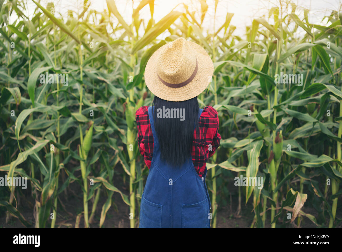 Happy farmer posing in the corn field Stock Photo - Alamy