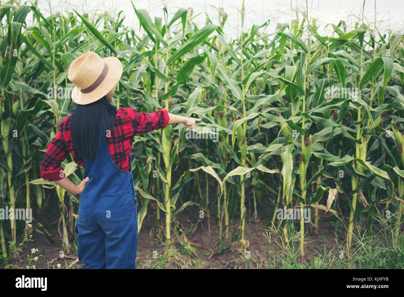 Happy farmer posing in the corn field Stock Photo - Alamy