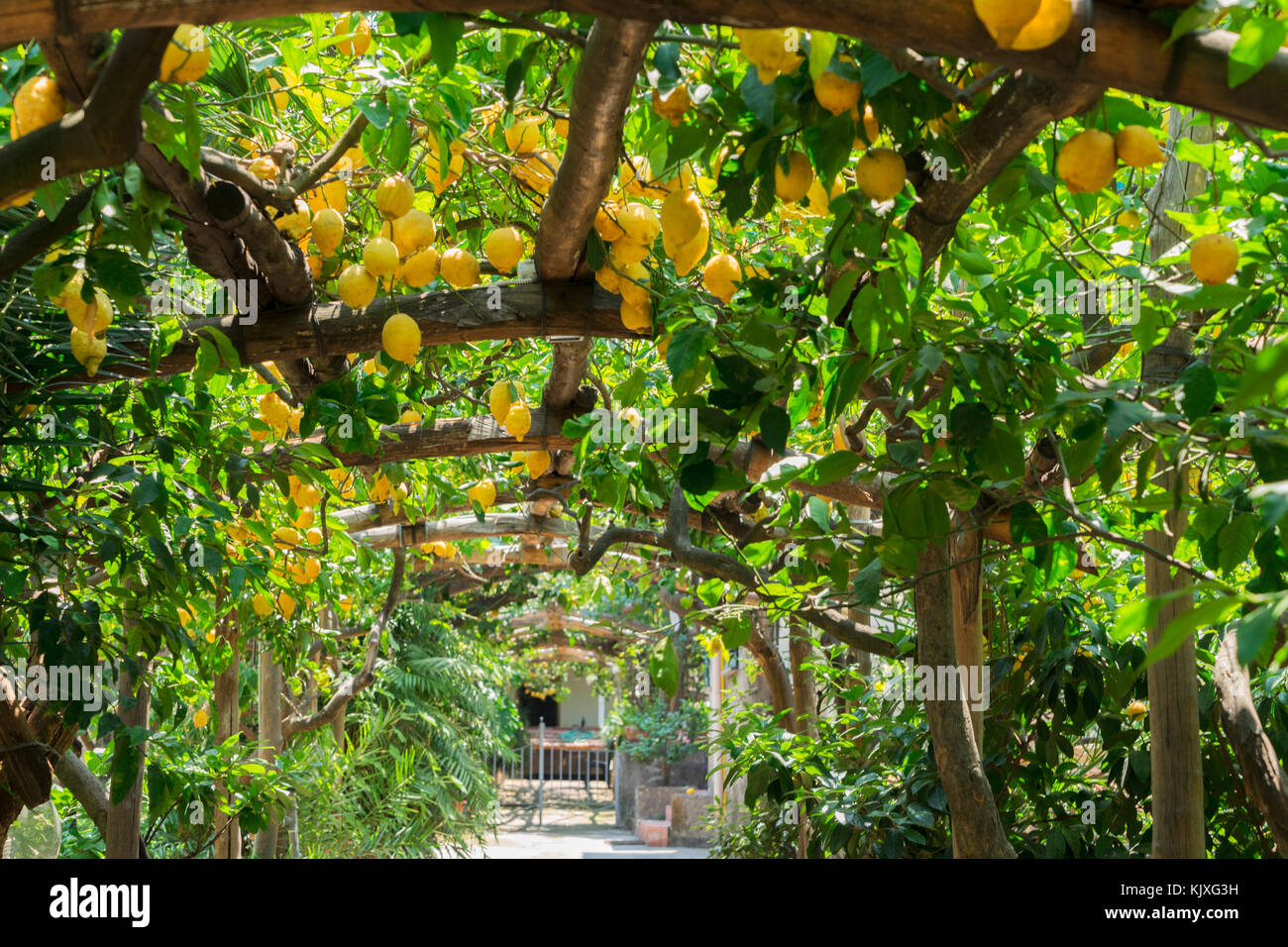 Lemon garden of Sorrento Stock Photo Alamy