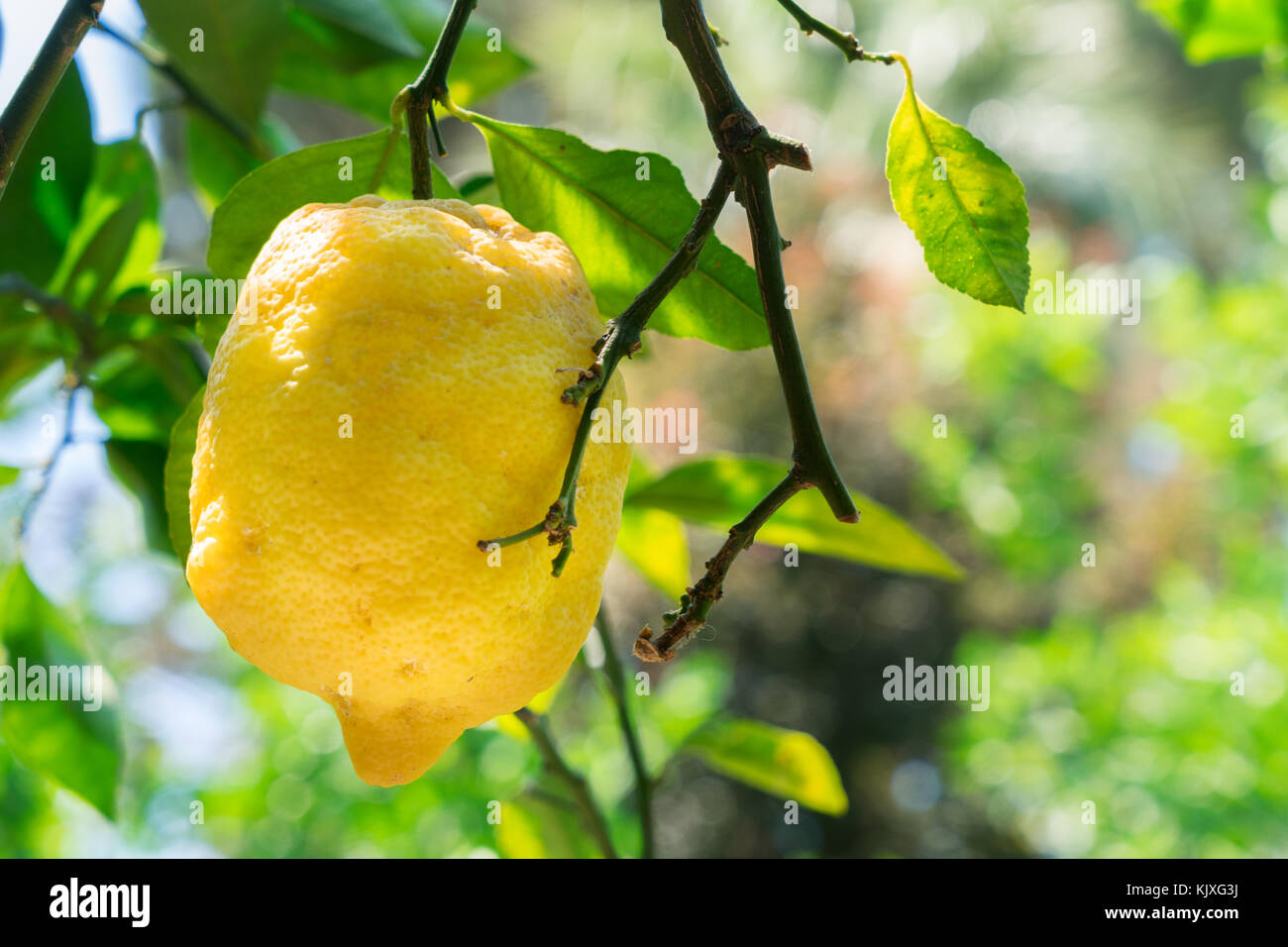 Lemon garden of Sorrento Stock Photo - Alamy
