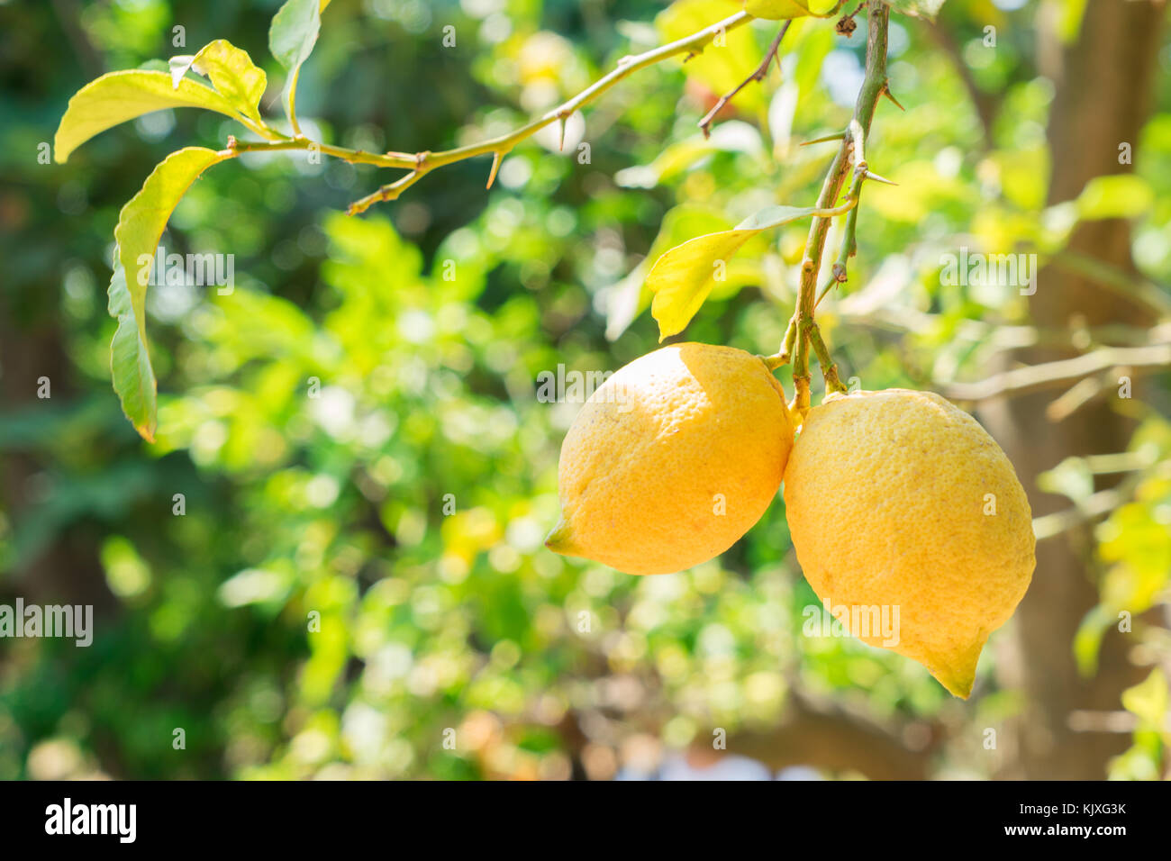 Lemon garden of Sorrento Stock Photo - Alamy