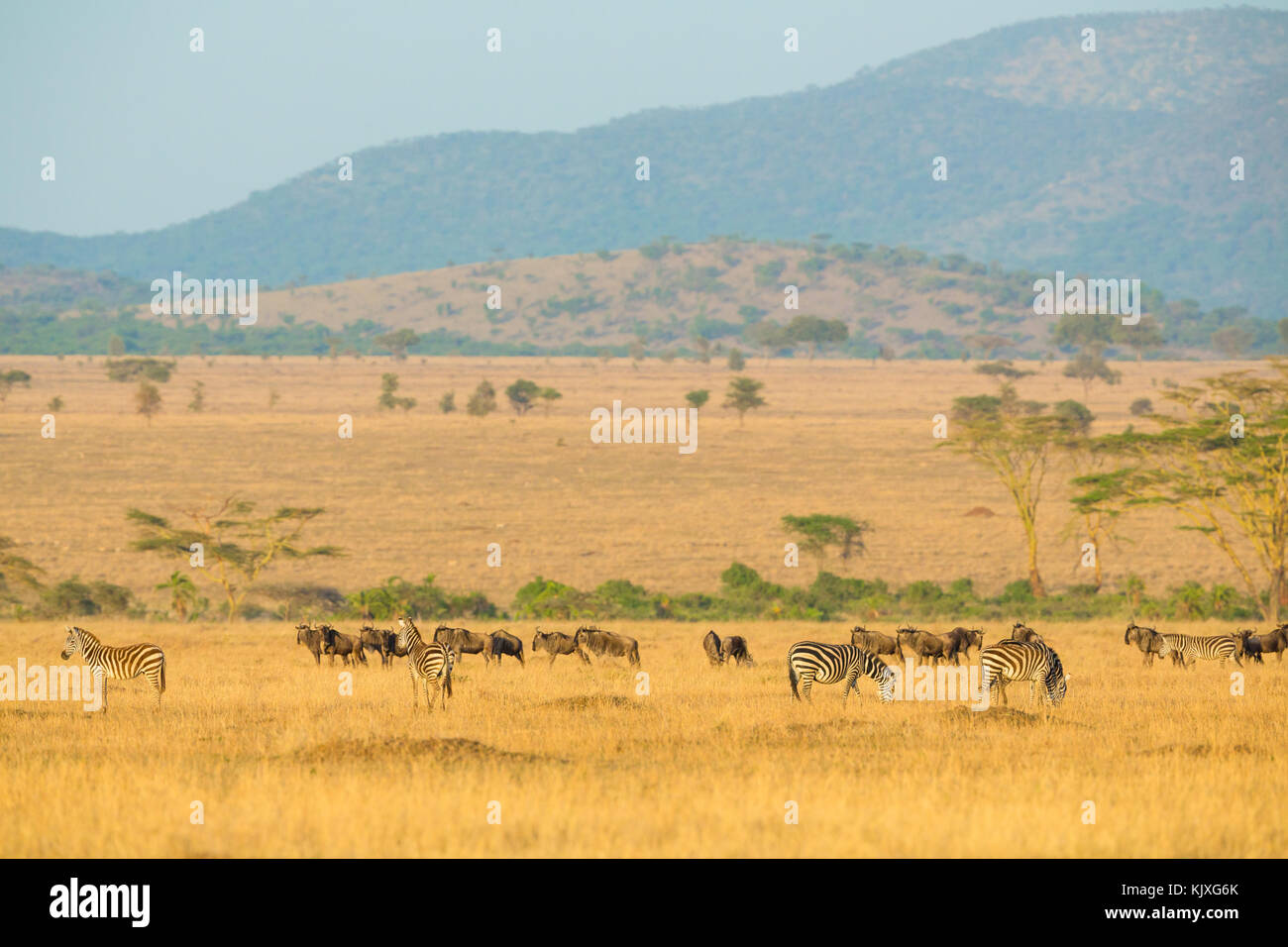 Herds of wild animals grazing in Serengeti Stock Photo