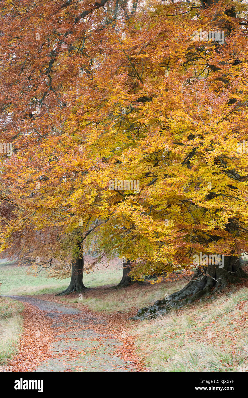 Fagus sylvatica. Autumn Beech trees in the Oxfordshire countryside, England Stock Photo