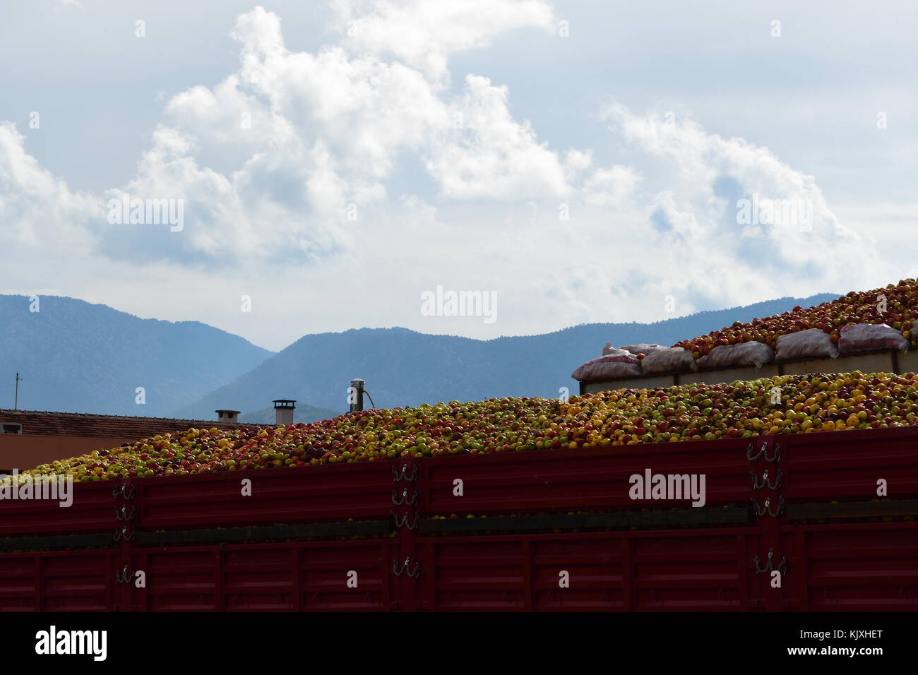 Apples waiting to be processed Stock Photo