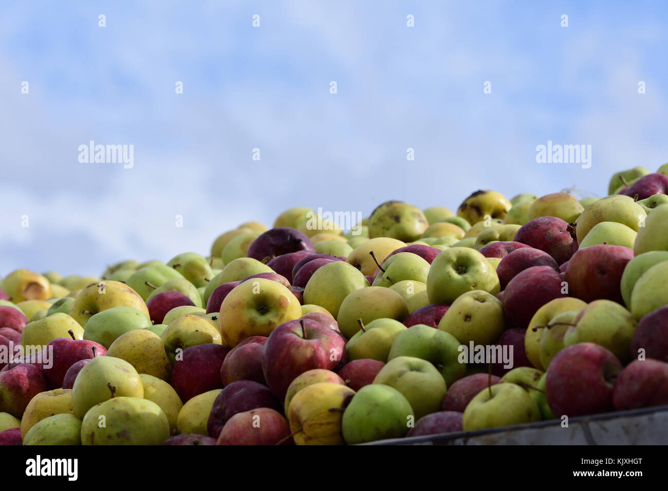 Apples waiting to be processed Stock Photo