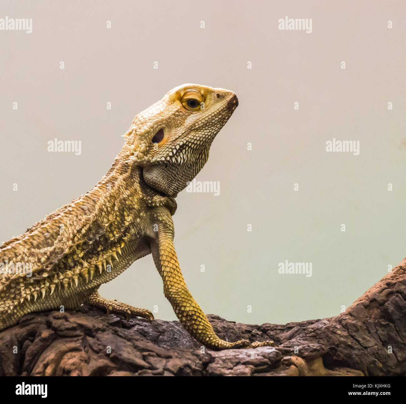 Bearded Dragon on a wood branches with soft focus in the background Stock Photo Alamy