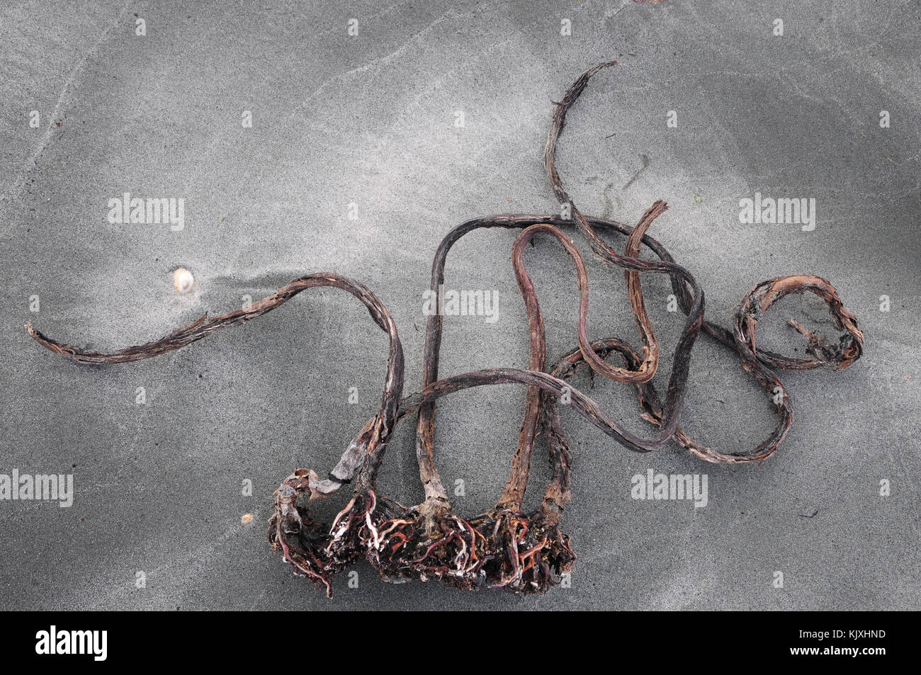 Dried kelp stalks and holdfasts lying on a sandy beach Stock Photo