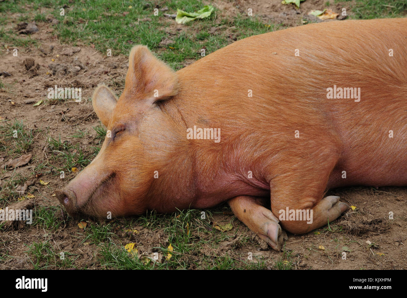 Sleeping Tamworth pig Stock Photo