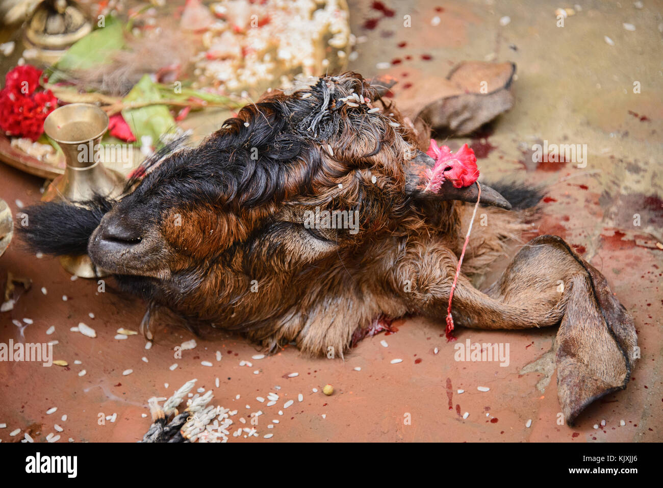 Goat head during Dasain holiday, Kathmandu, Nepal Stock Photo