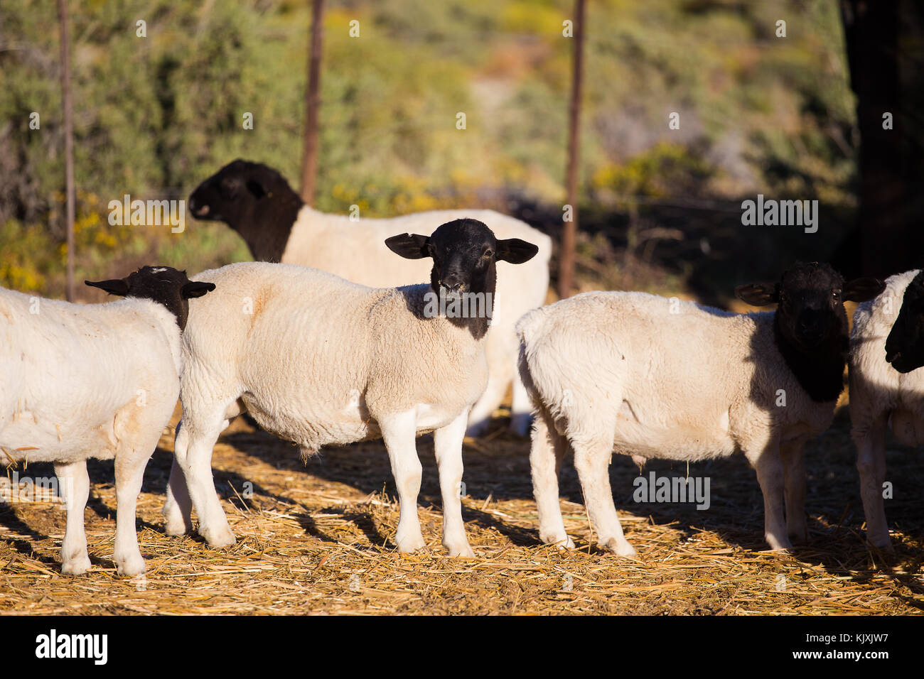 Dorper Sheep Africa Stock Photos Dorper Sheep Africa Stock