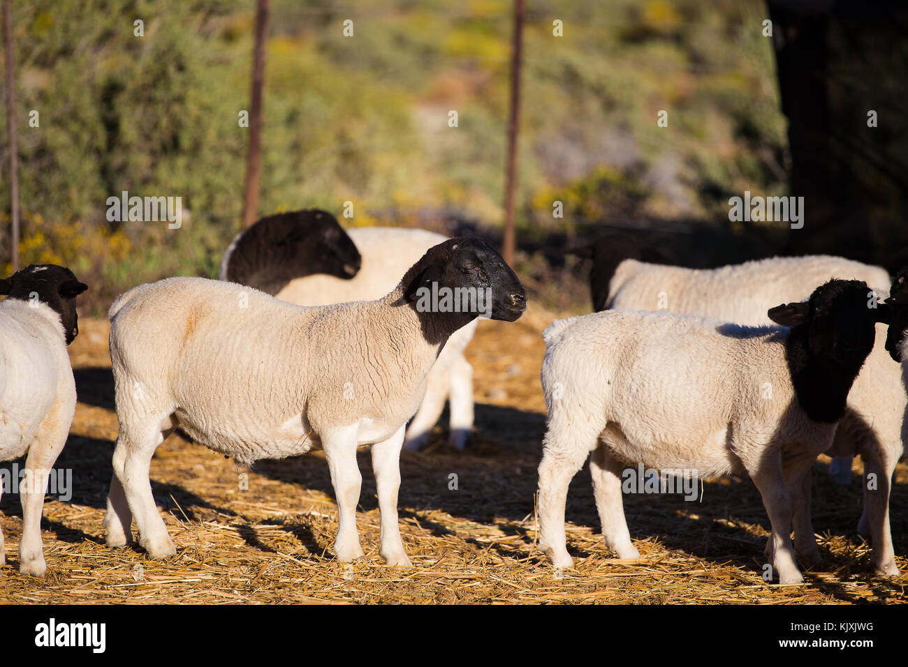 Dorper Sheep Africa Stock Photos Dorper Sheep Africa Stock