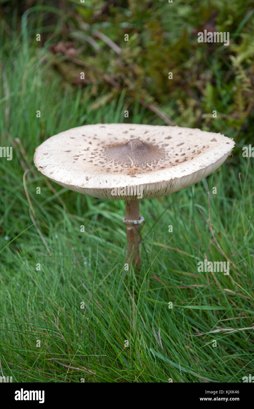 Parasol Mushroom (Macrolepiota procera) Richmond Park, London, United Kingdom, British Isles Stock Photo