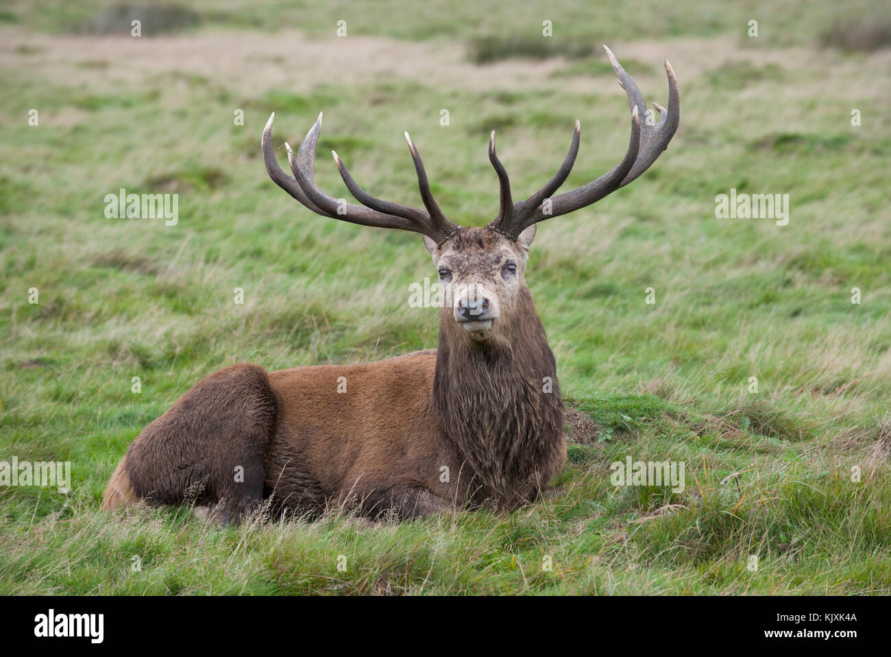 Red Deer stag in autumn, (Cervus elaphus), Richmond Park, London, United Kingdom Stock Photo