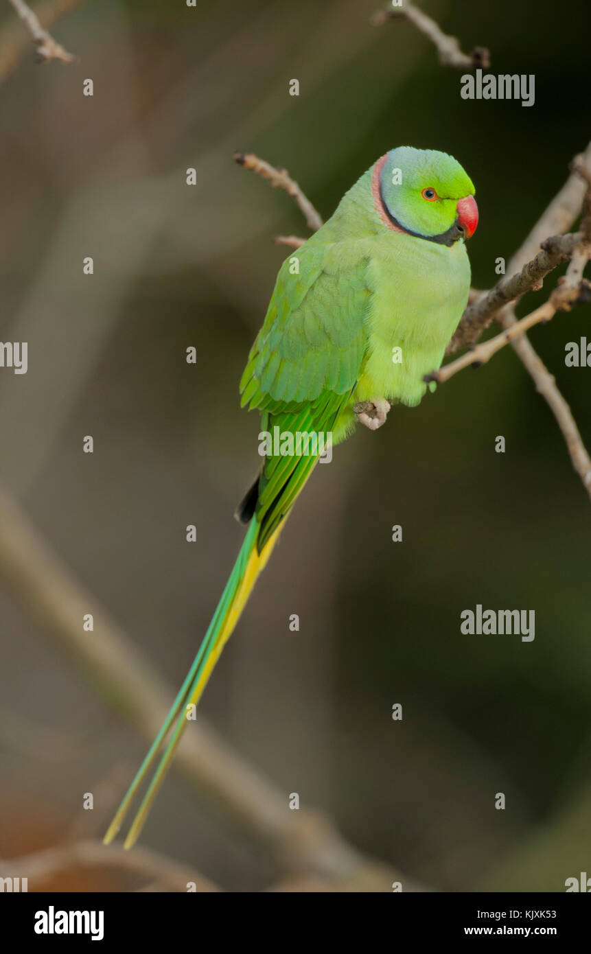 male Ring necked parakeet, (Psittacula krameri), or Rose ringed parakeet, London, United Kingdom Stock Photo