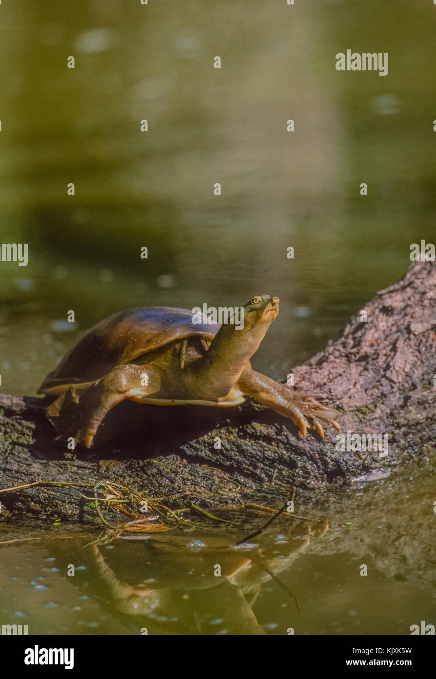 Indian flapshell turtle (Lissemys punctata) Keoladeo Ghana National Park, Bharatpur, Rajasthan, India Stock Photo
