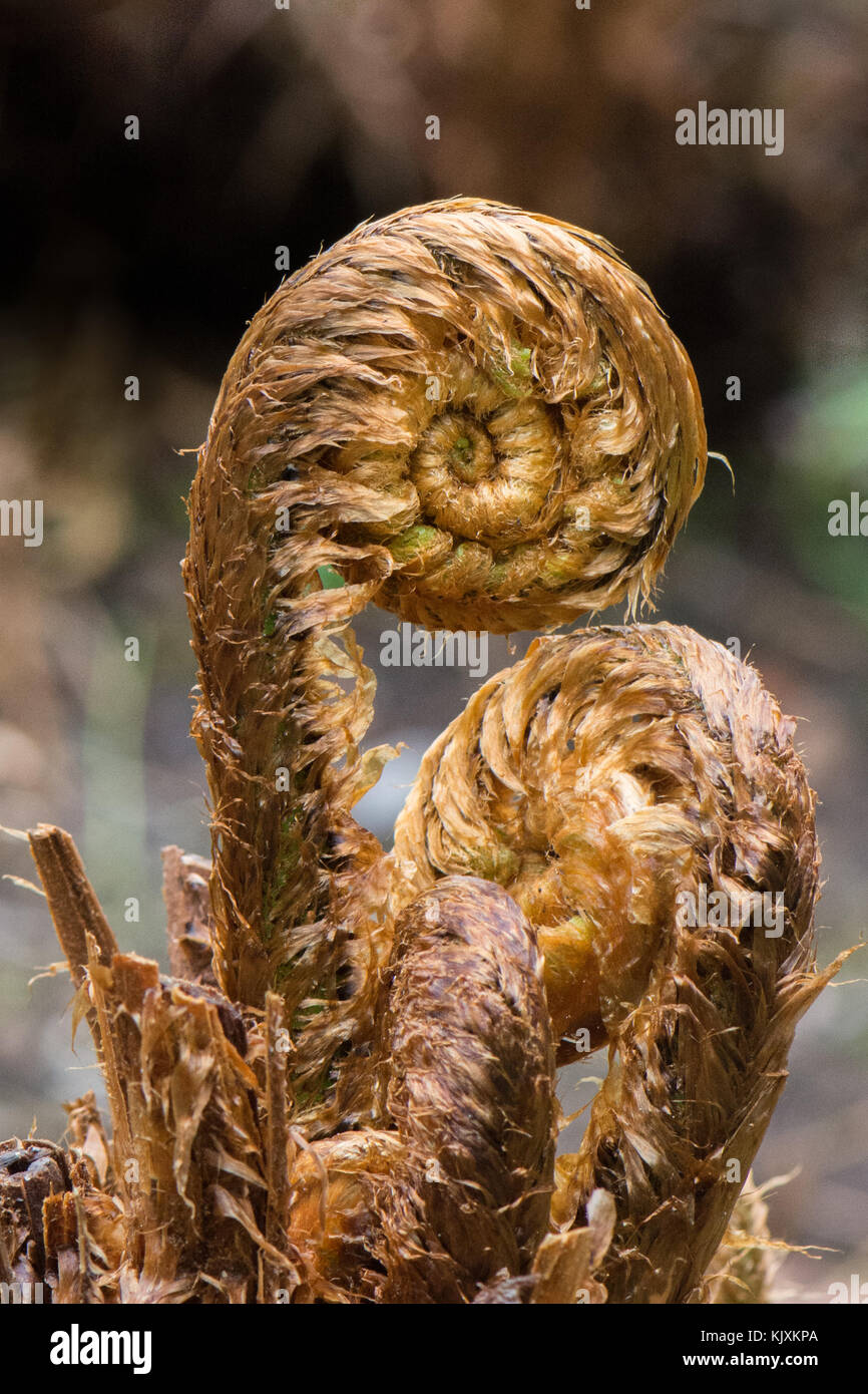 Dryoptera affinis - golden shield fern - unfolding fronds Stock Photo