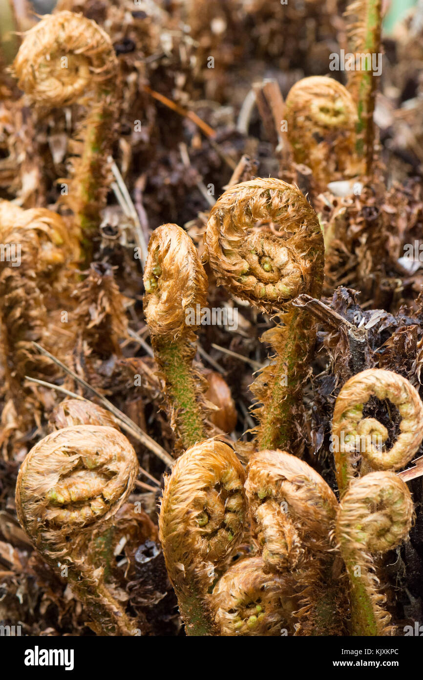 Dryoptera affinis - golden shield fern - unfolding fronds Stock Photo
