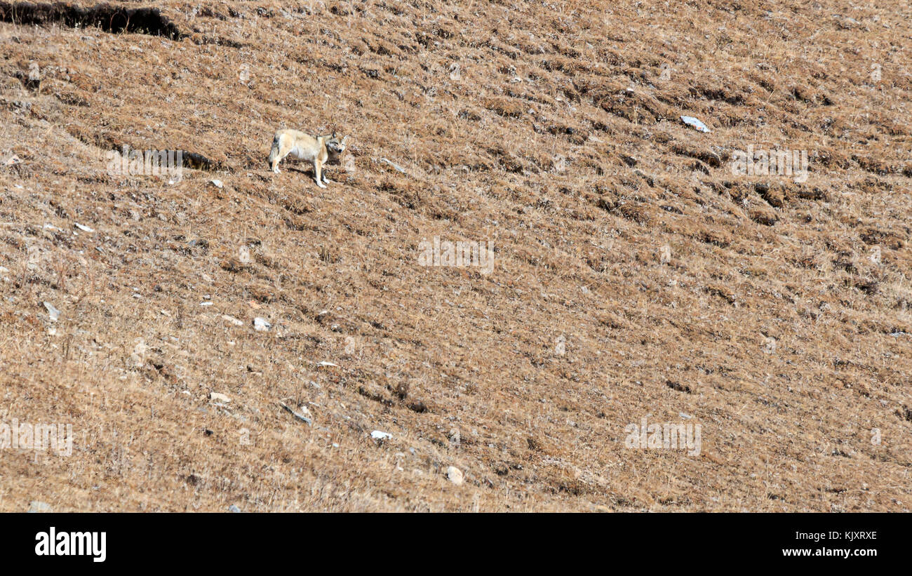 Tibetan Wolf (Canis lupus chanco) walking on a mountain side in SiChuan Stock Photo