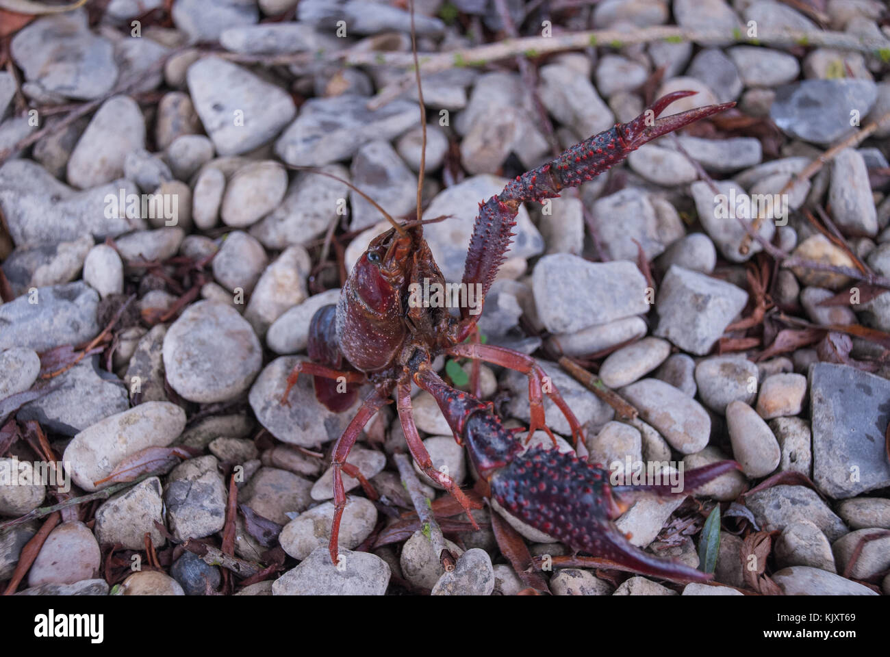 Red swamp crayfish Stock Photo