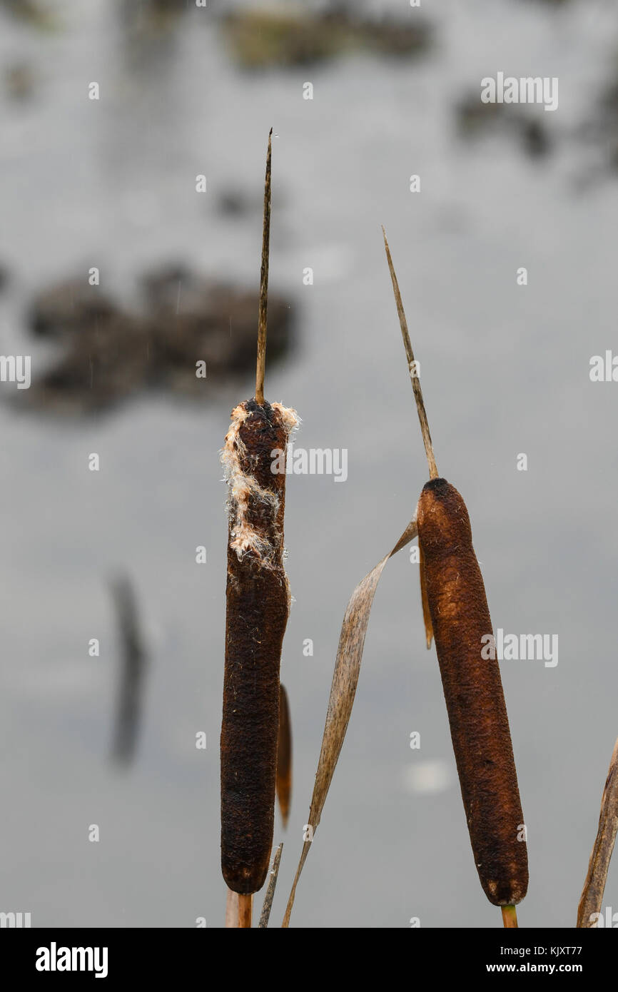 Cattails with seeds at the water's edge Stock Photo