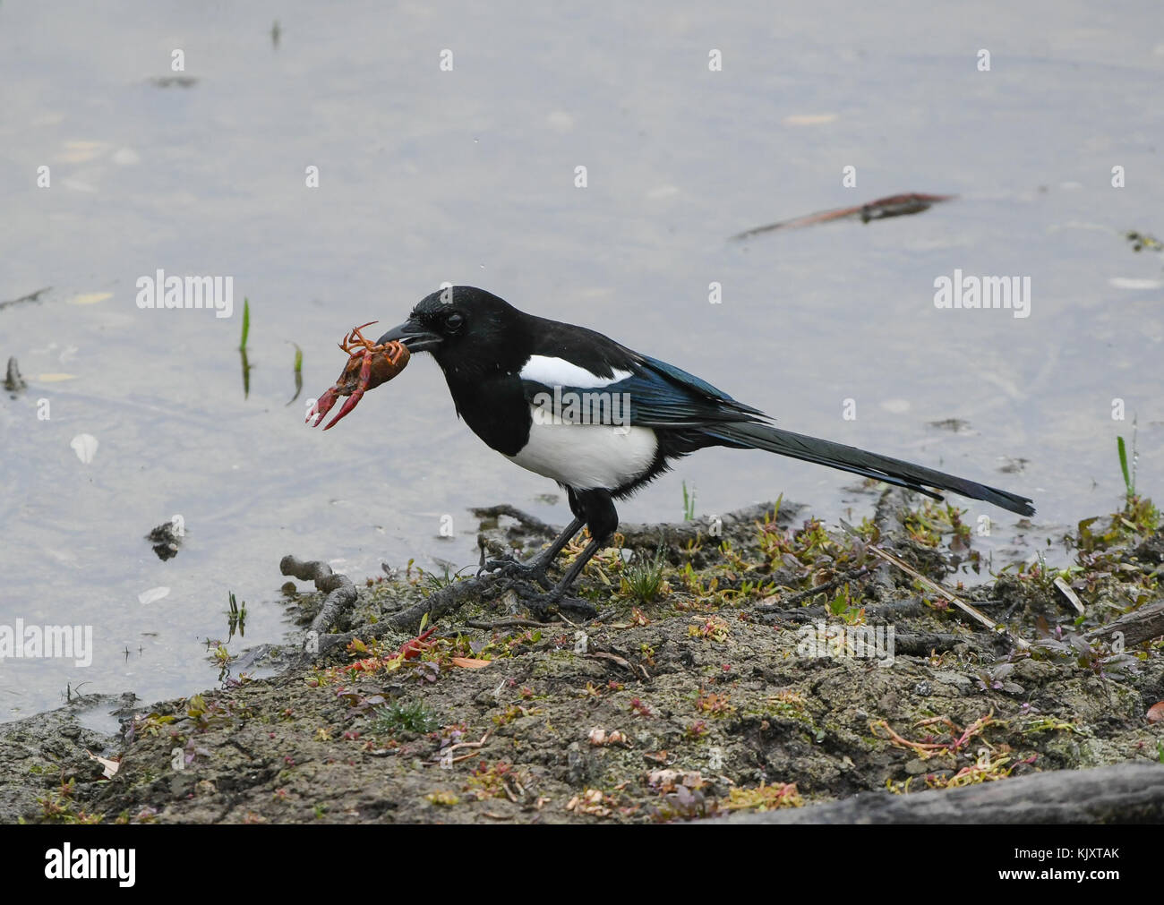 magpie catching a crayfish Stock Photo