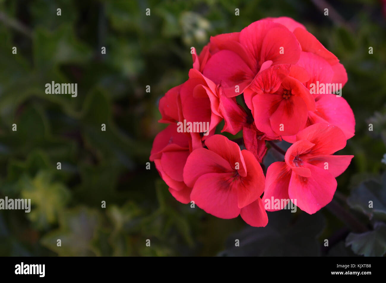 Australian Survivor Geranium flowers Stock Photo
