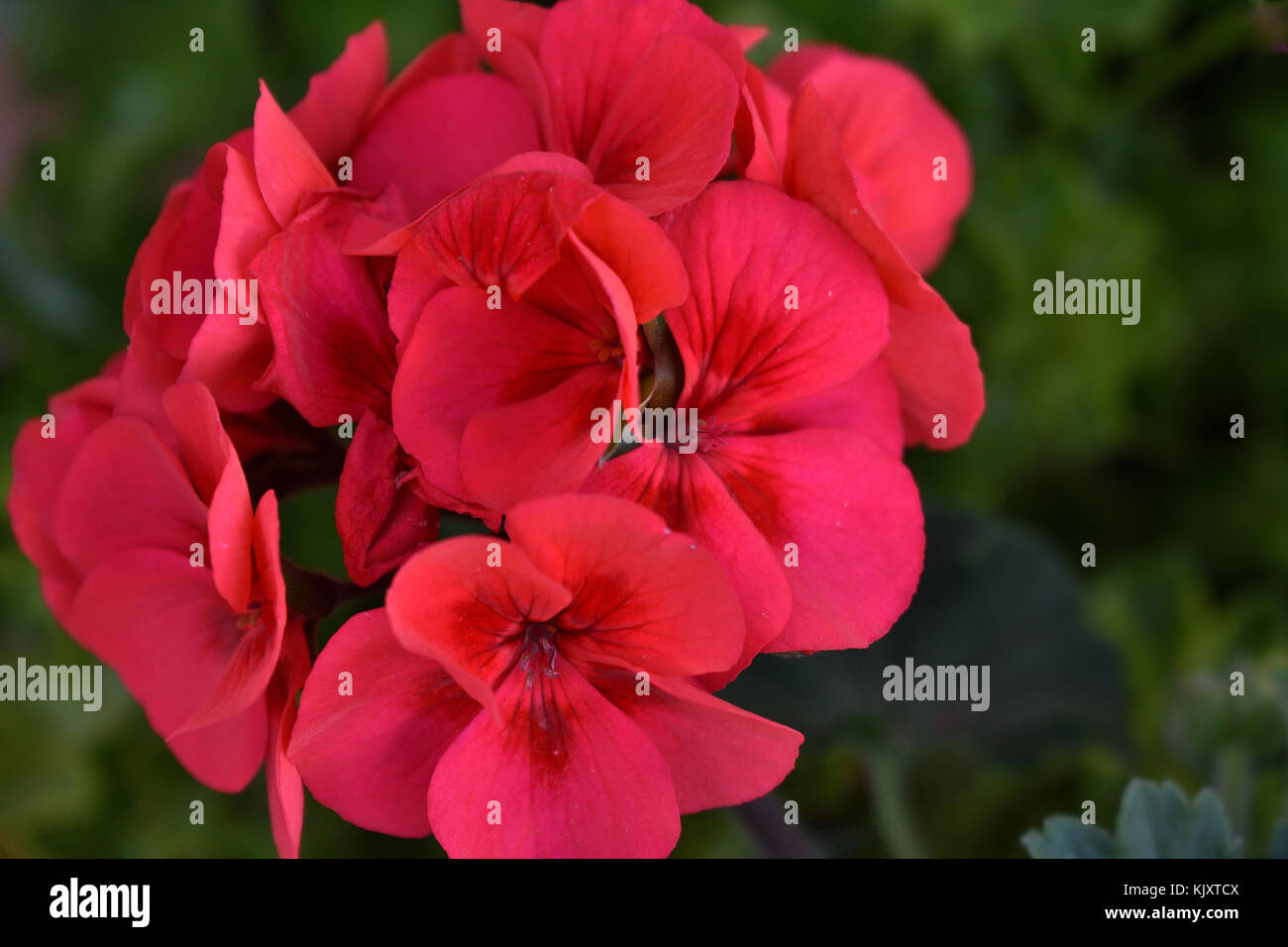 Survivor Geranium Flowers High Resolution Stock Photography and Images