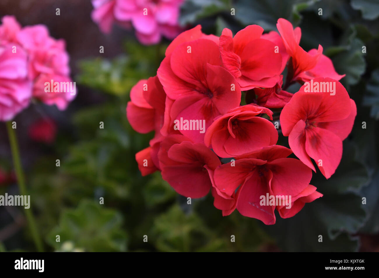 Survivor Geranium Flowers High Resolution Stock Photography and Images