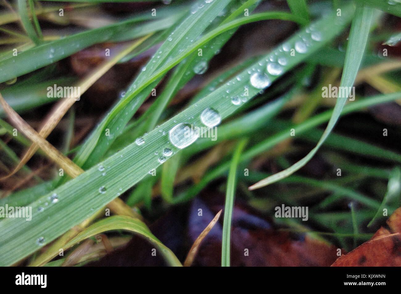 Spear blade hires stock photography and images Alamy