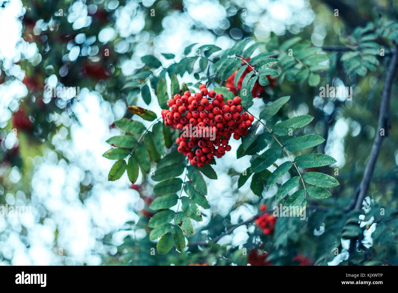 Ripe berries of mountain ash, grow on a tree, autumn red berries, close