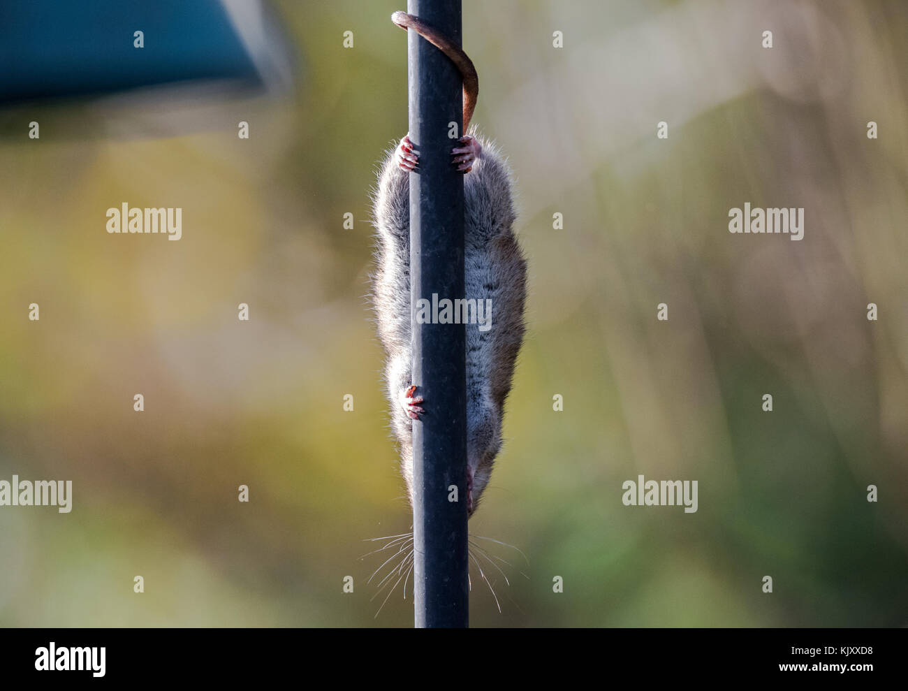 Brown rat climbing down the metal pole of a bird feeder Stock Photo Alamy