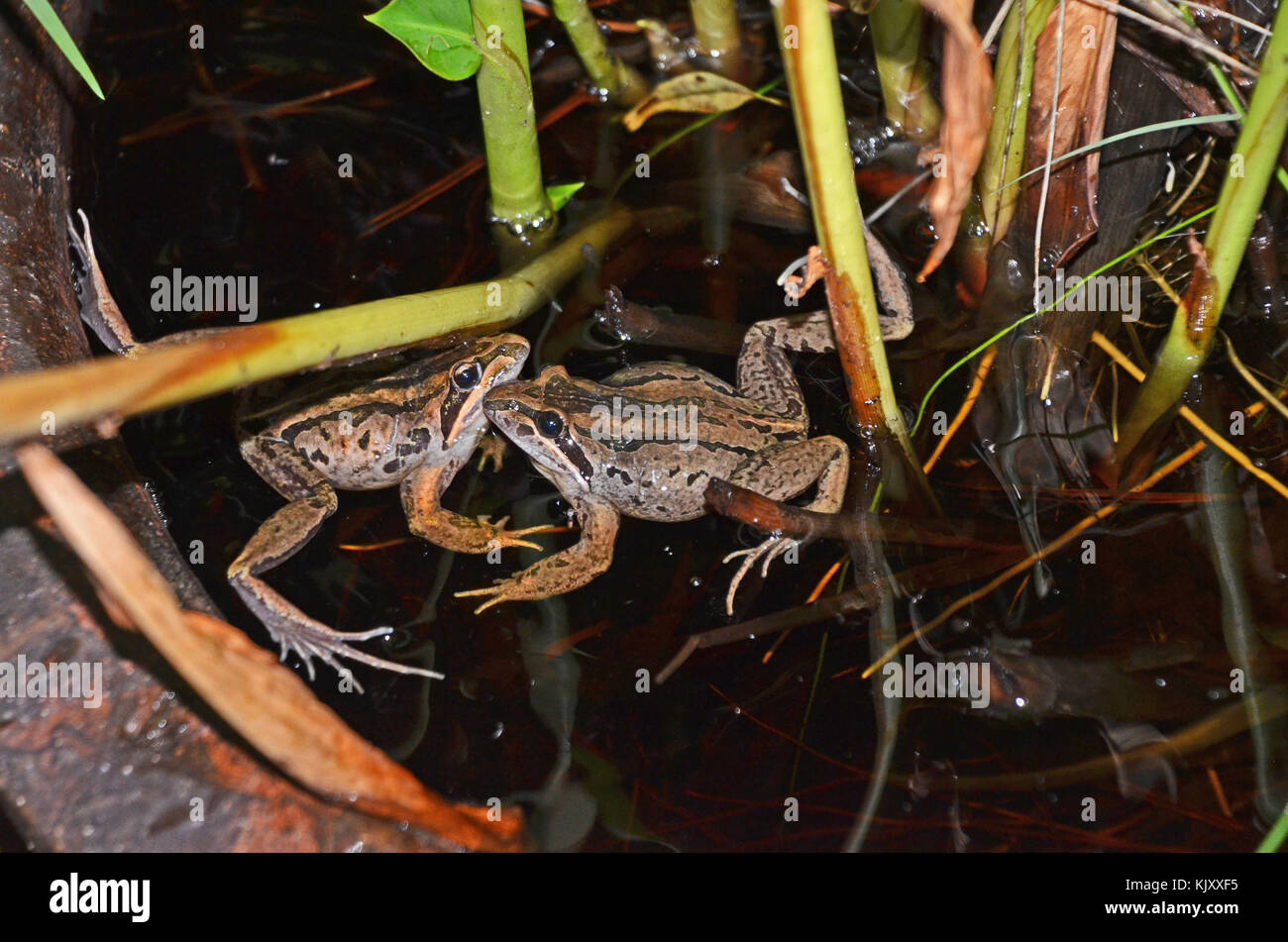 Male combat in two striped marsh frogs (Limnodynastes peronii), St Ives, Australia Stock Photo