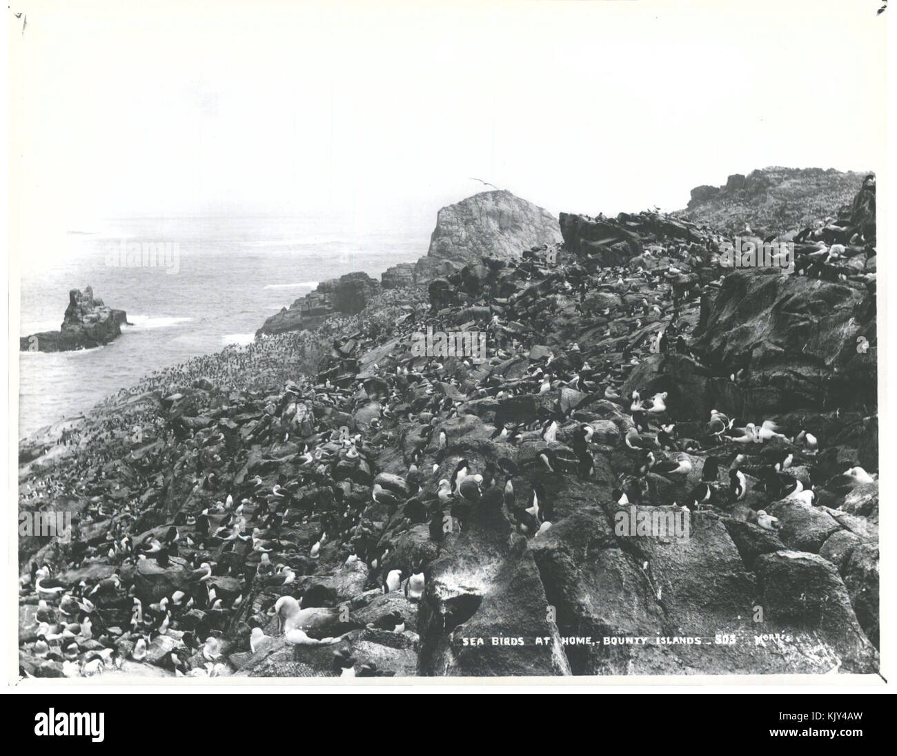 Bounty islands new zealand hi res stock photography and images alamy