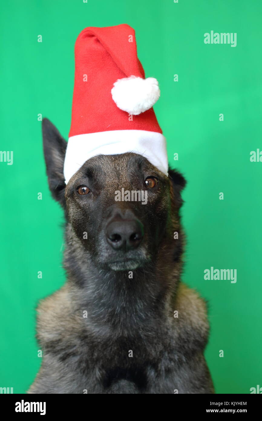 portrait of a Malinois Belgian Shepherd dog with a touching look wearing a Santa hat on a green background Stock Photo