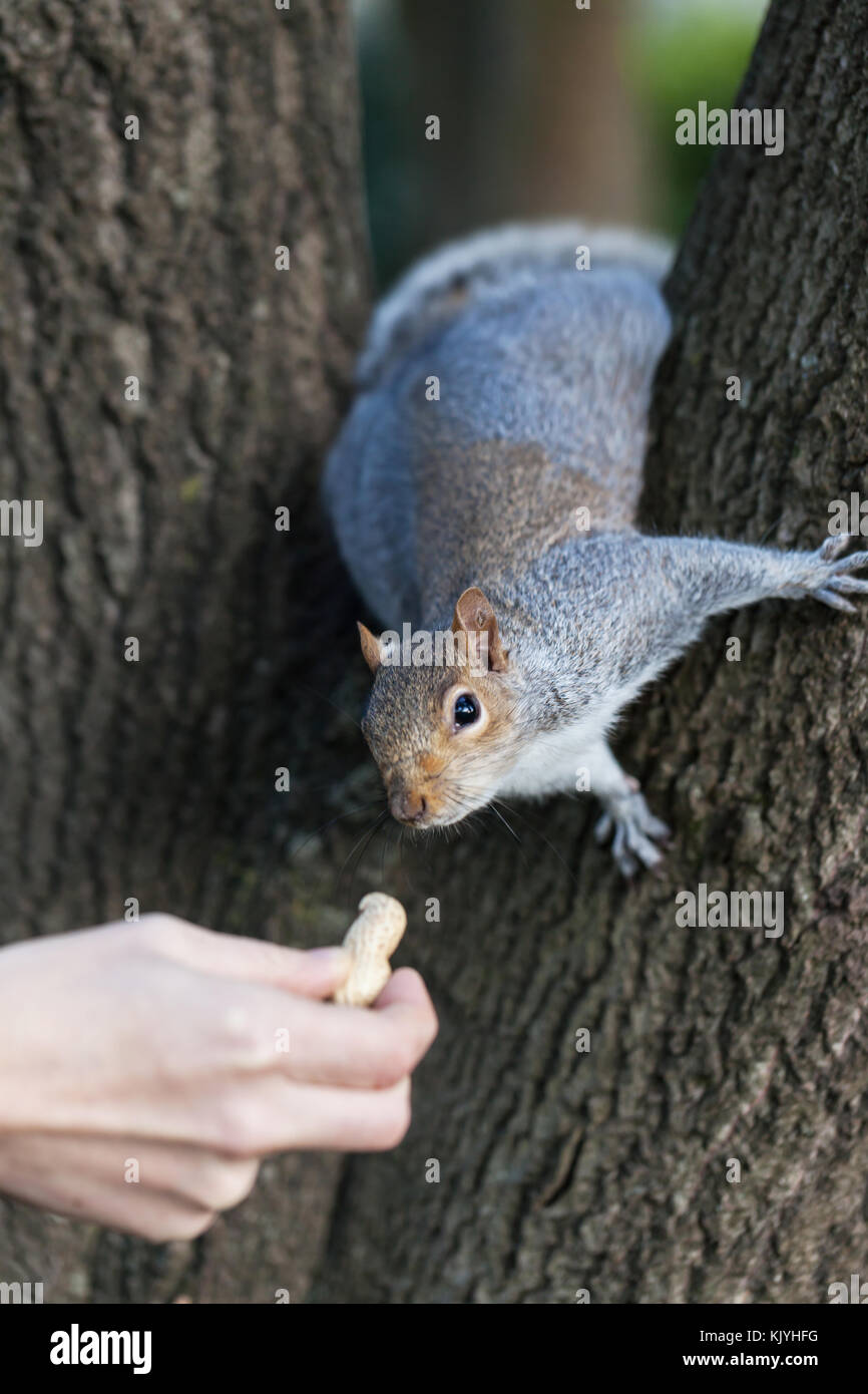 Feeding a grey squirrel a nut Stock Photo Alamy