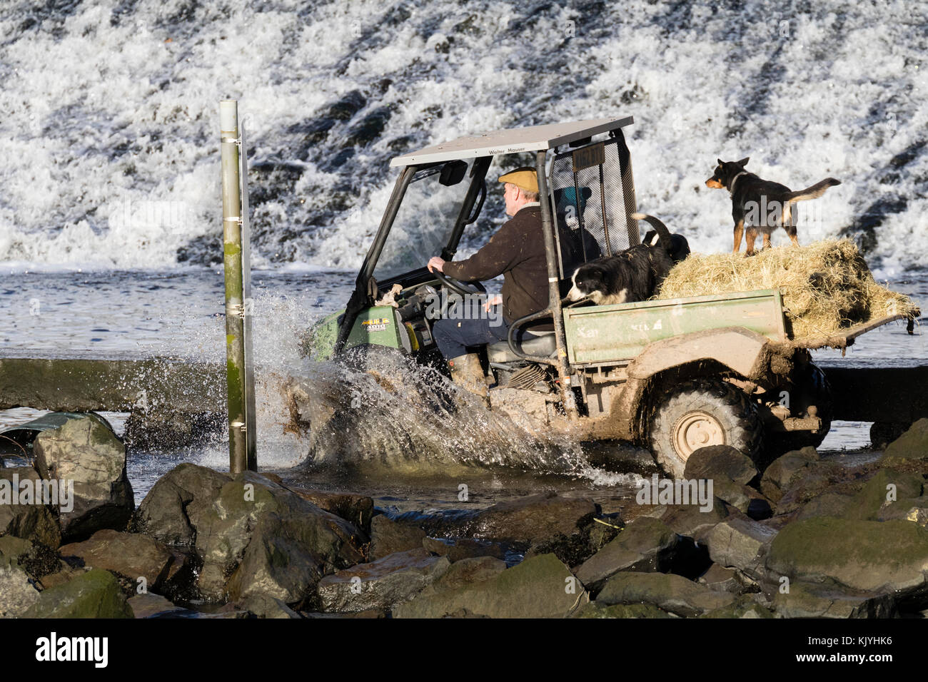 Kawasaki Mule 4010 4WD All terrain vehicle crosses the tidal ford at Lopwell Dam on the River Tavy in Devon, UK.  Farm dogs in the back. Stock Photo