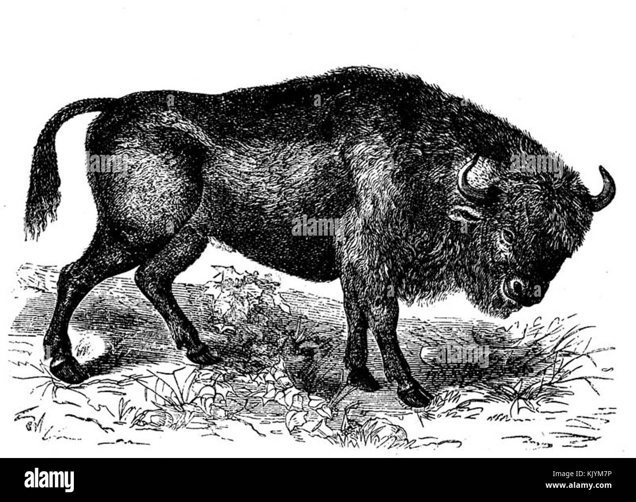 Ancient bison illustration Black and White Stock Photos & Images - Alamy
