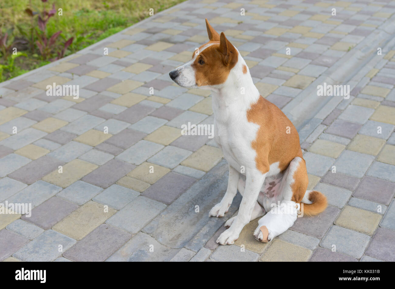 Cute basenji dog with broken bandaged hind feet sitting on a pavement Stock Photo