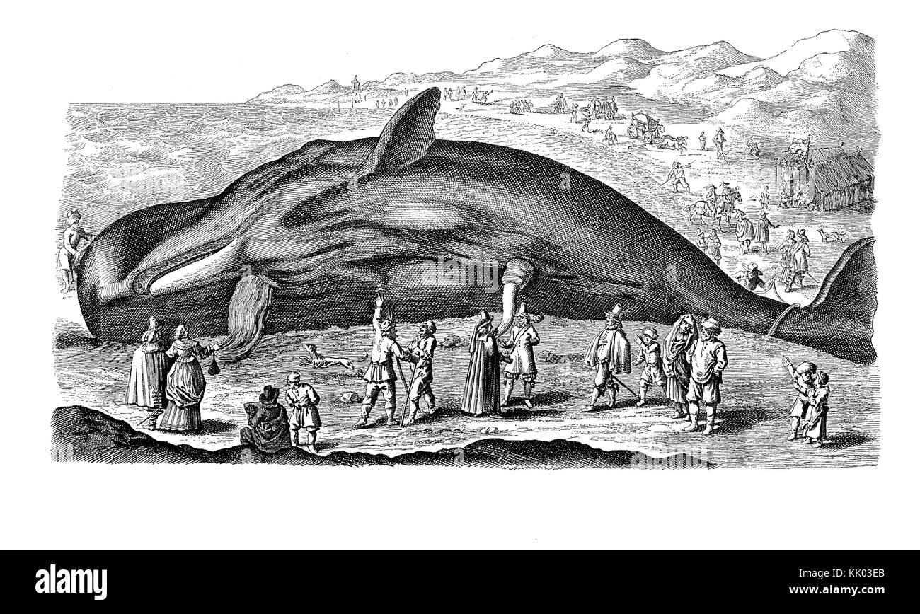 Vintage engraving of gigantic sperm whale stranded on the banks of  Scheldt river near Antwerp Netherlands, year 1718 Stock Photo