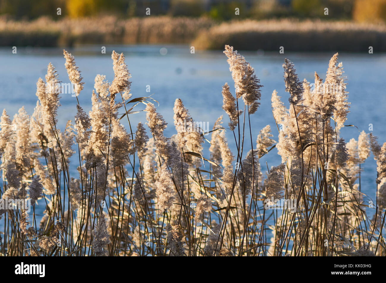 Reed beds at Woodberry Wetlands nature reserve, North London UK Stock