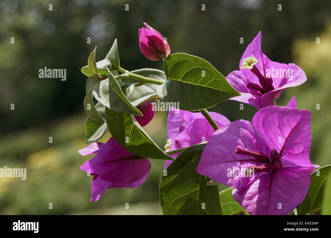 close-up of closer of pink blooms and leaves with green background Stock Photo