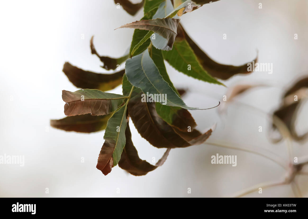 Pecan Tree Leaves Changing Colors Stock Photo