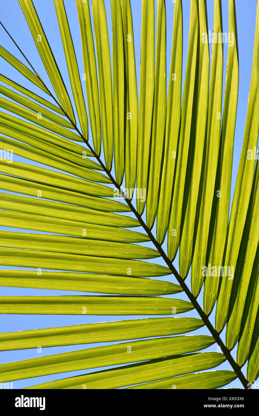 Up Close Palm Tree Leaves High Resolution Stock Photography and Images ...