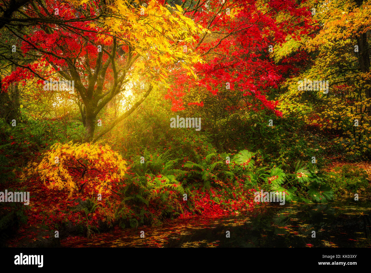 Dreamy fall foliage landscape in Seattle's Washington Park Arboretum botanical Garden Stock Photo