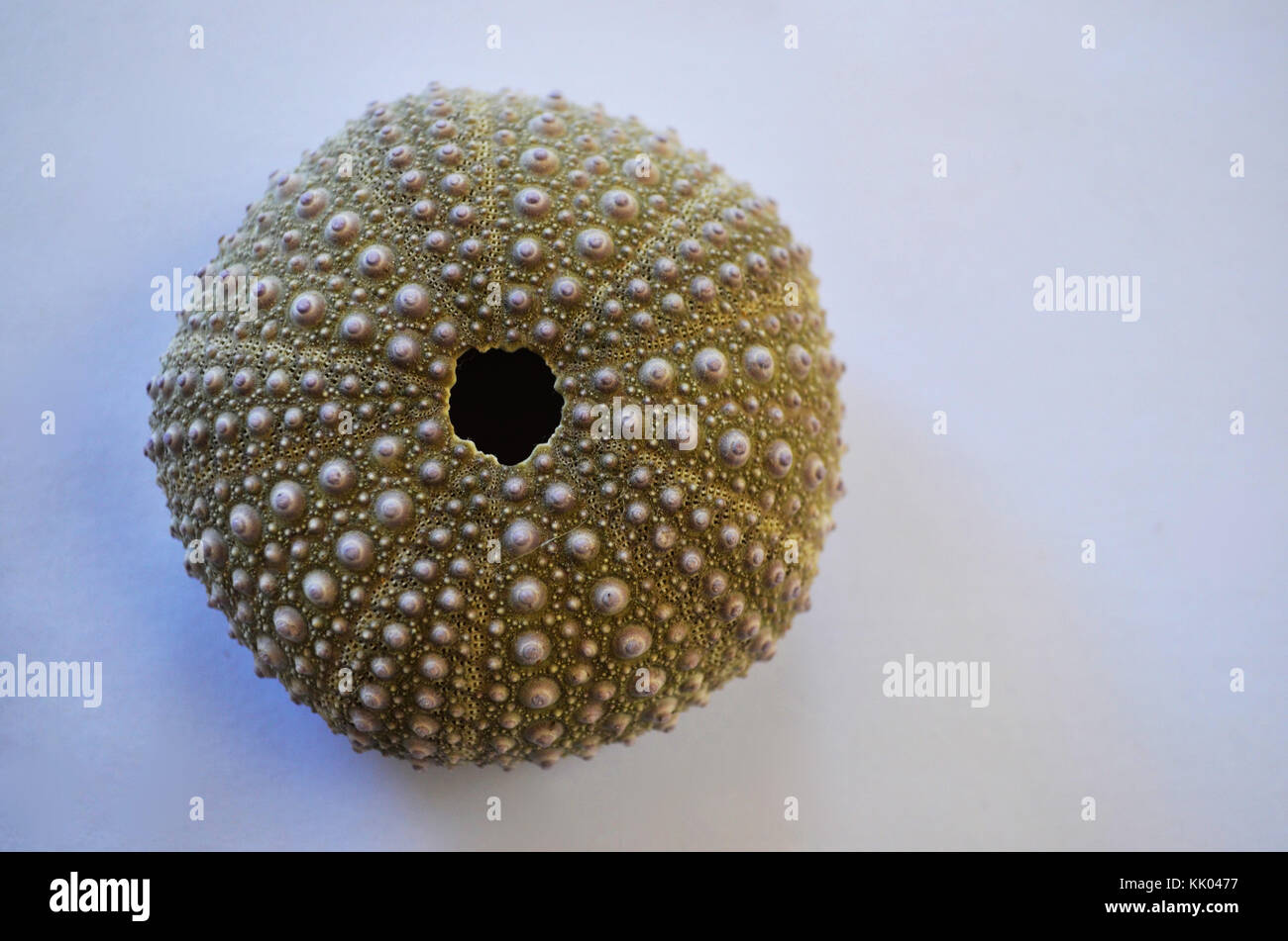 Sea urchin shell Stock Photo - Alamy